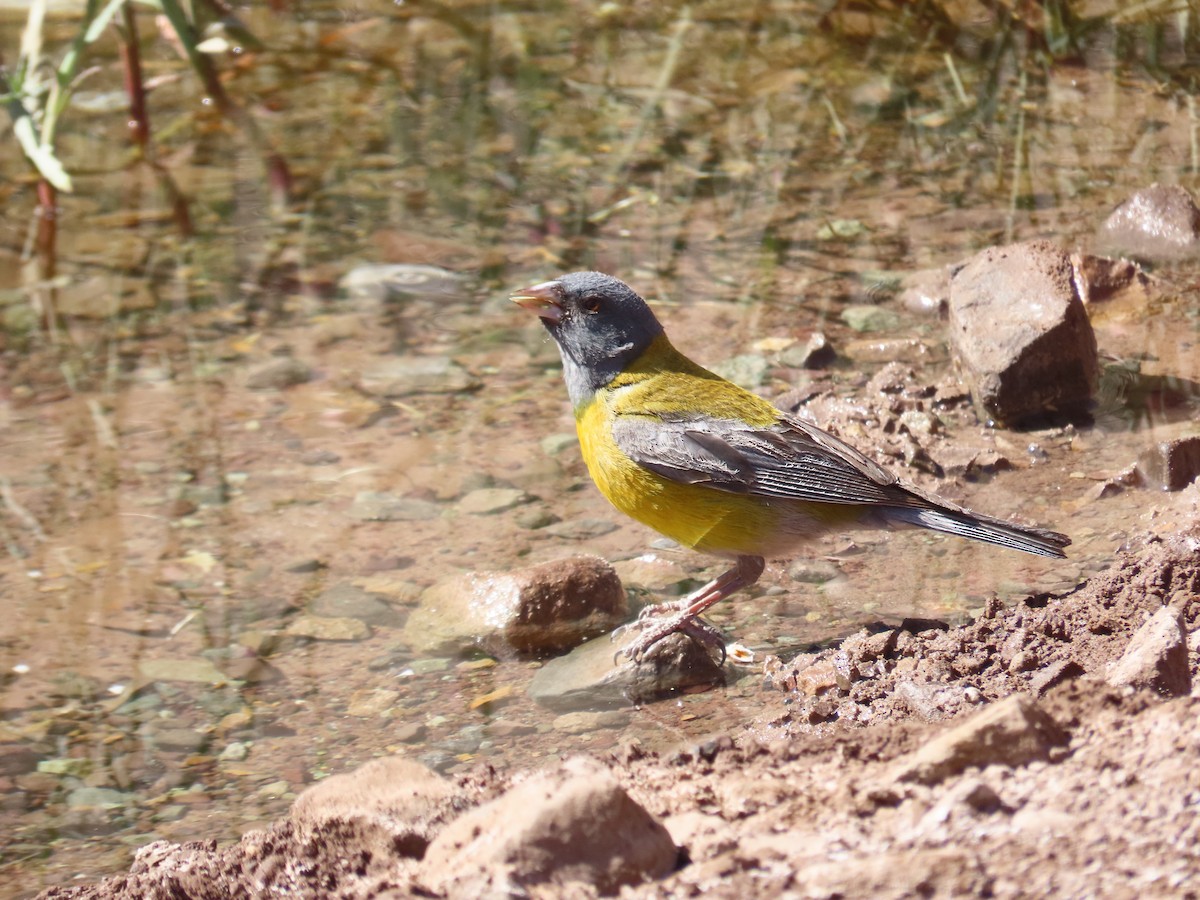 Gray-hooded Sierra Finch (gayi/caniceps) - ML613924633