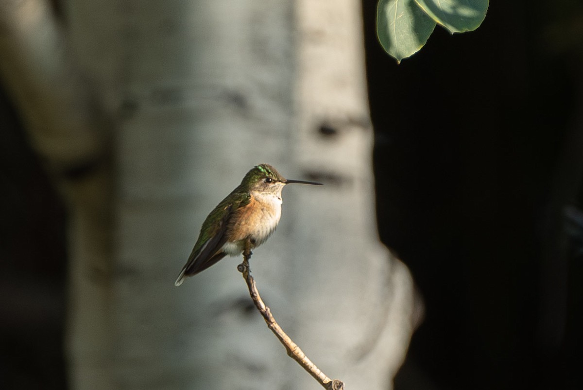 Broad-tailed Hummingbird - ML613924670