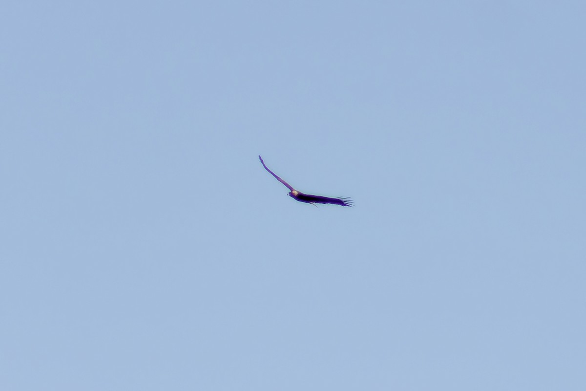 Águila Real - ML613924672