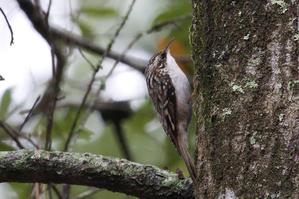 Brown Creeper - ML613924684