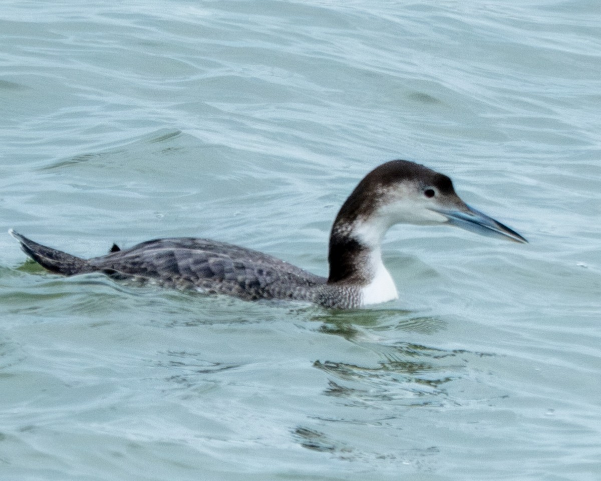 Plongeon huard - ML613924711