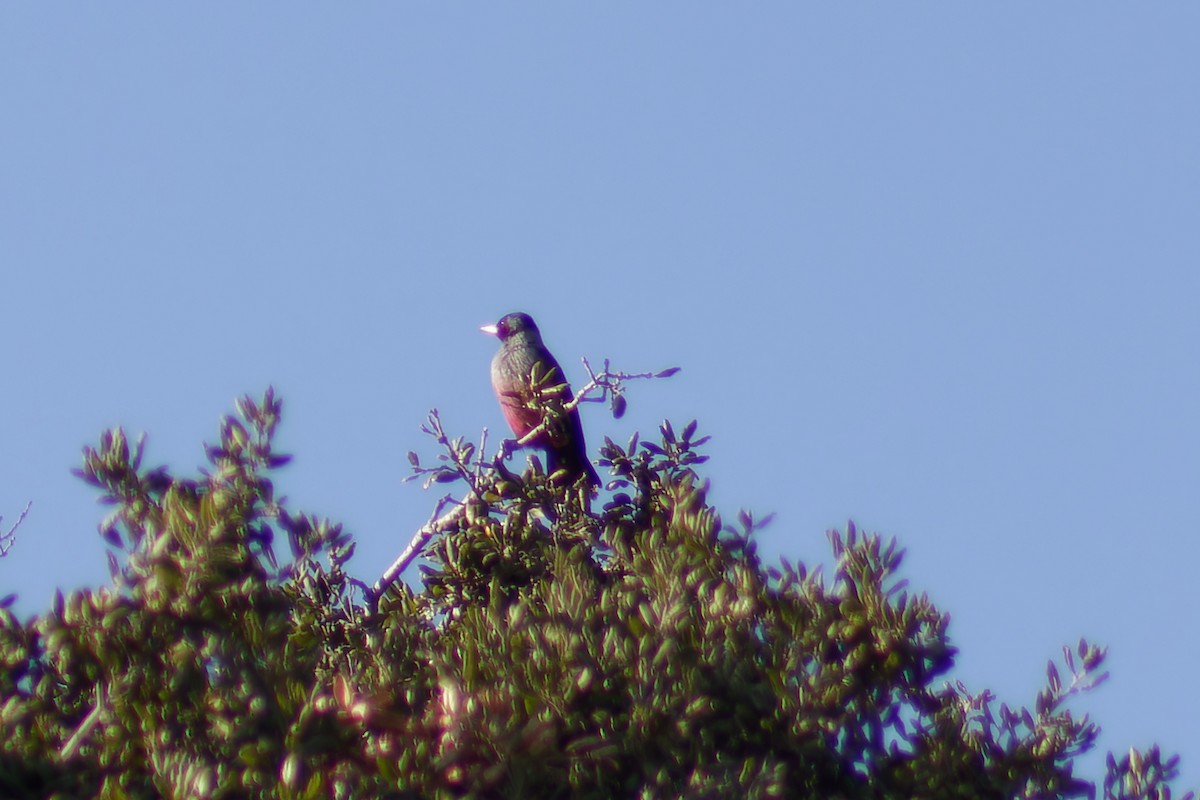Lewis's Woodpecker - ML613924724