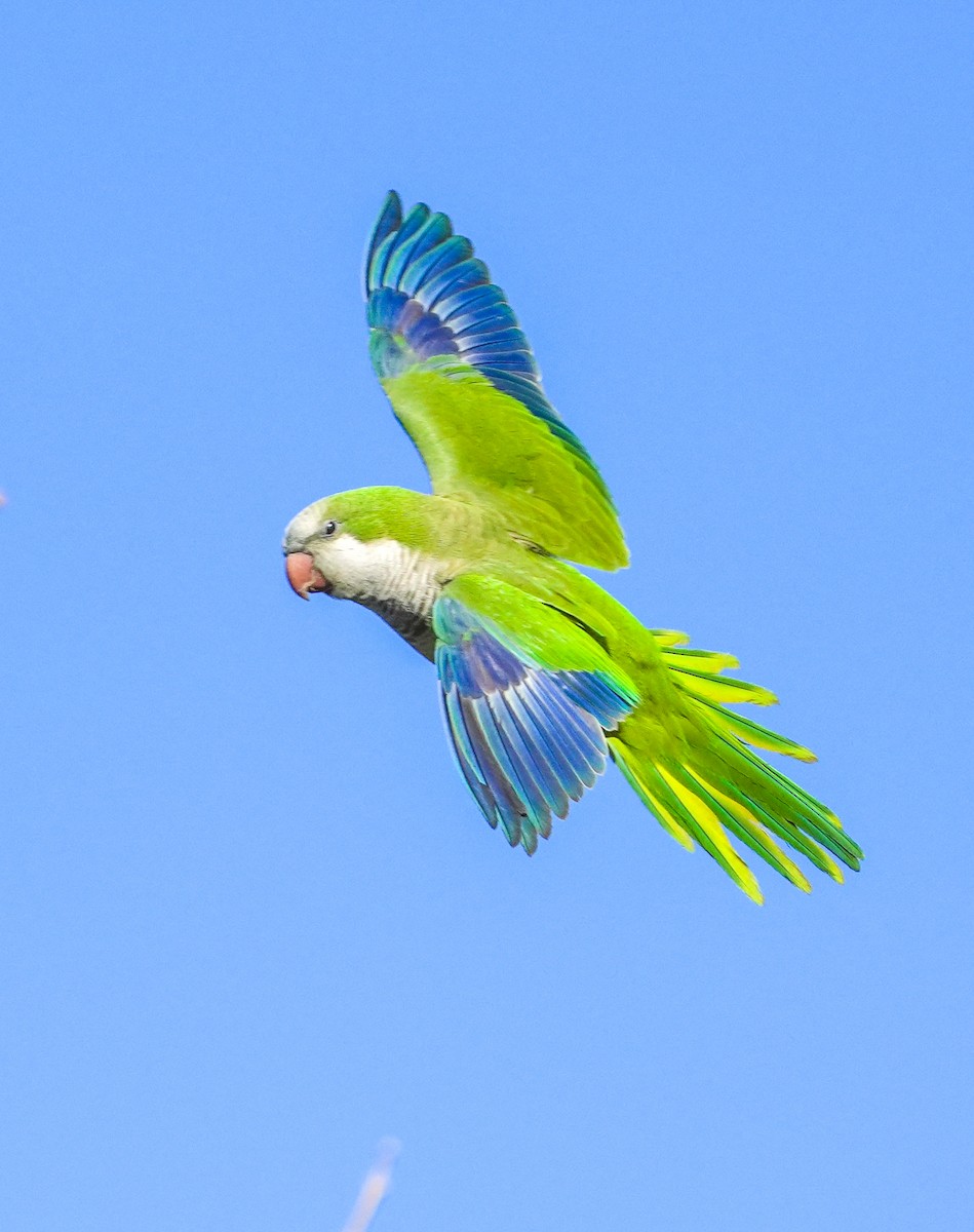 Monk Parakeet - ML613924734