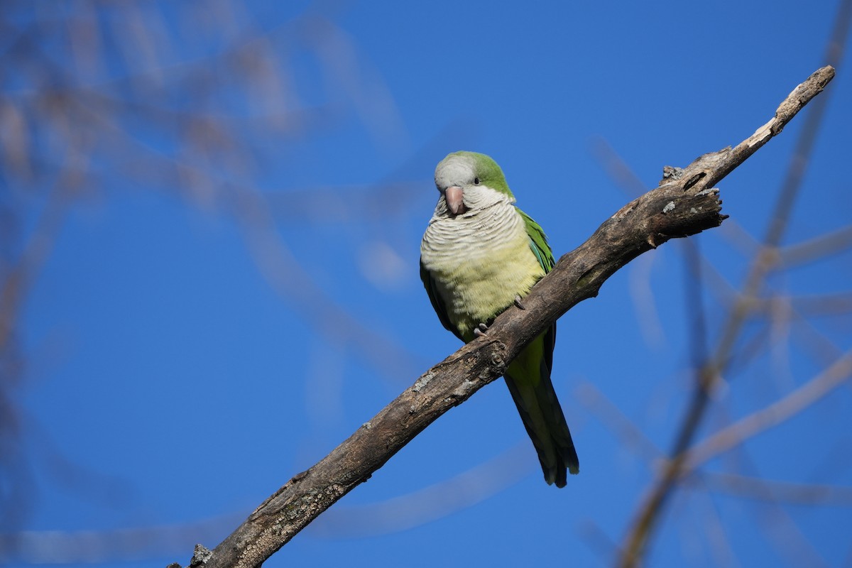 Monk Parakeet - ML613924736