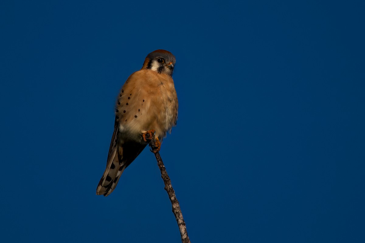 American Kestrel - ML613924754