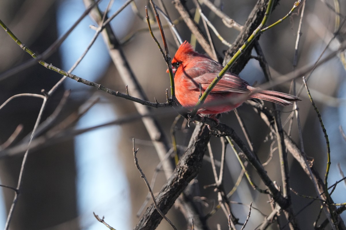 Northern Cardinal - ML613924755