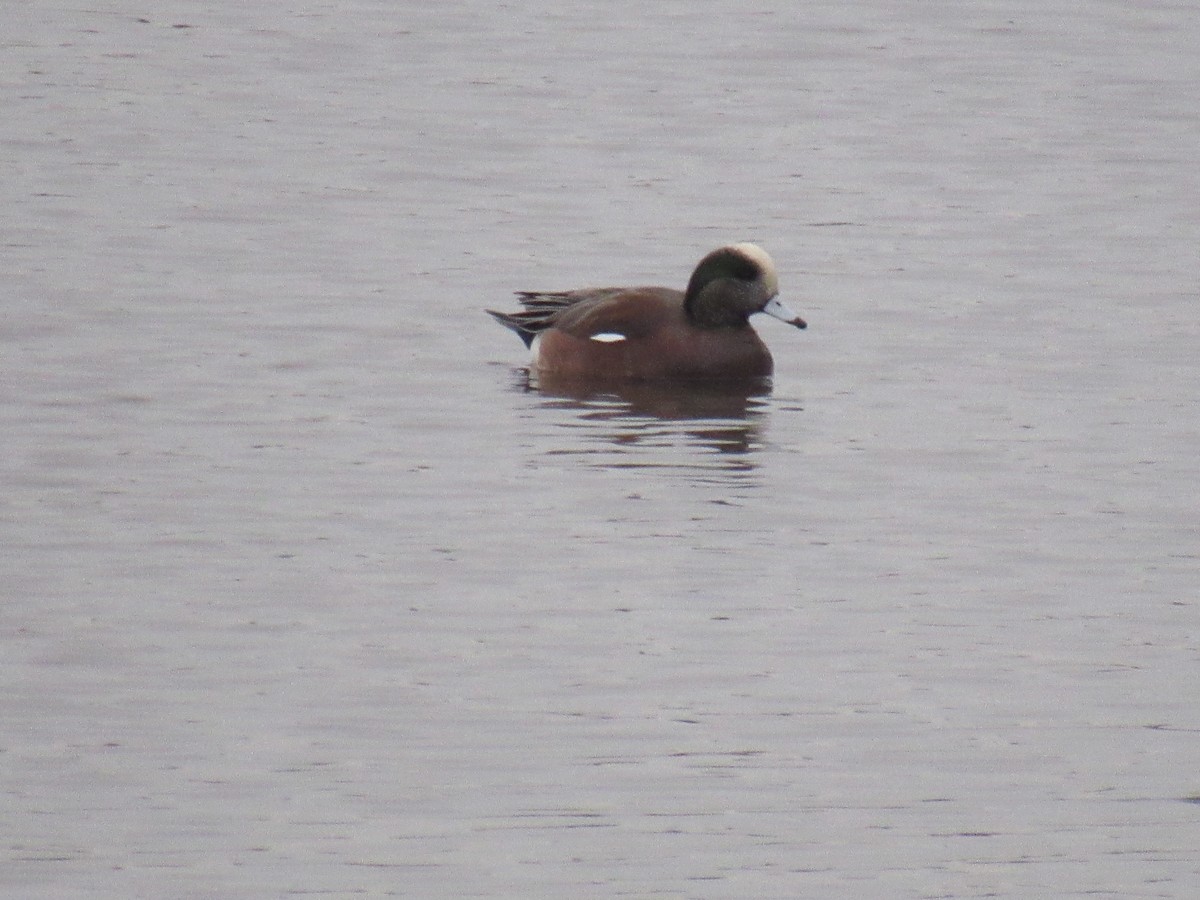 American Wigeon - John Coyle