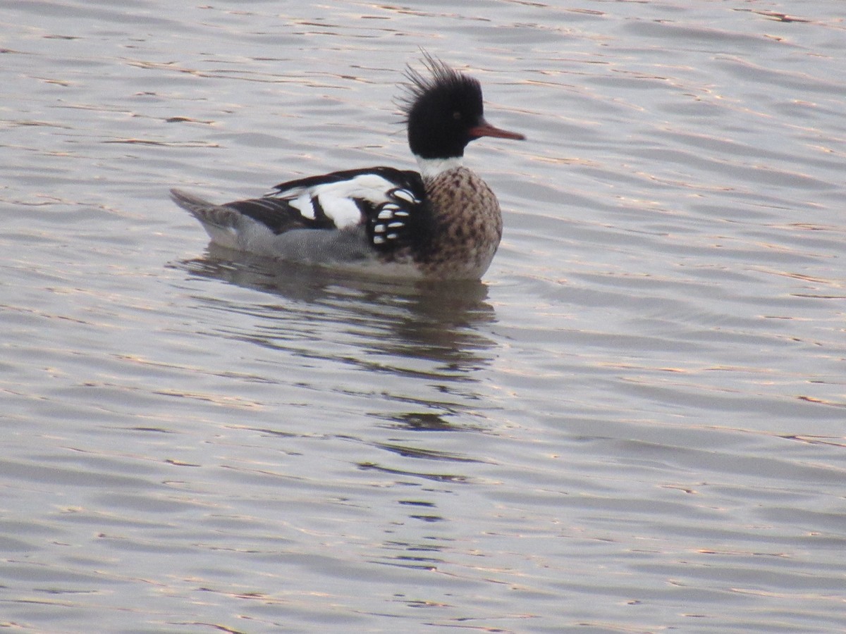 Red-breasted Merganser - ML613924779