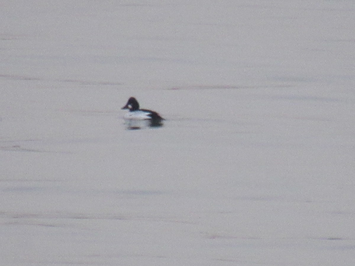 Common Goldeneye - ML613924782