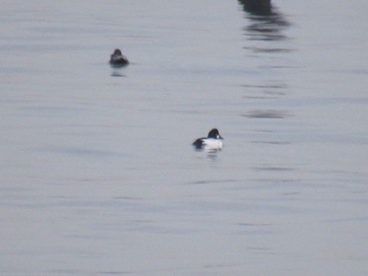 Common Goldeneye - ML613924783