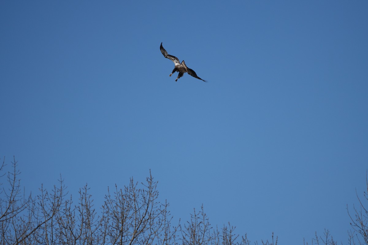 Bald Eagle - ML613924785