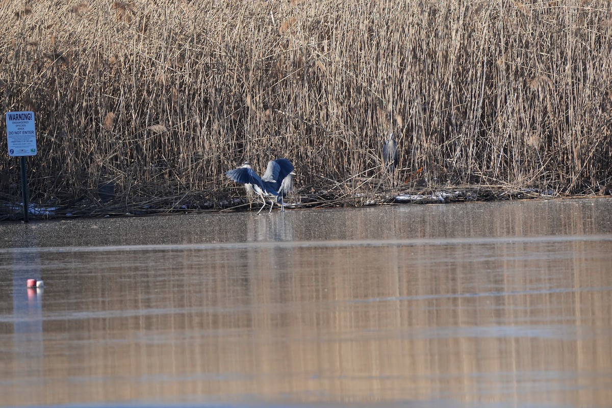 Great Blue Heron - ML613924815