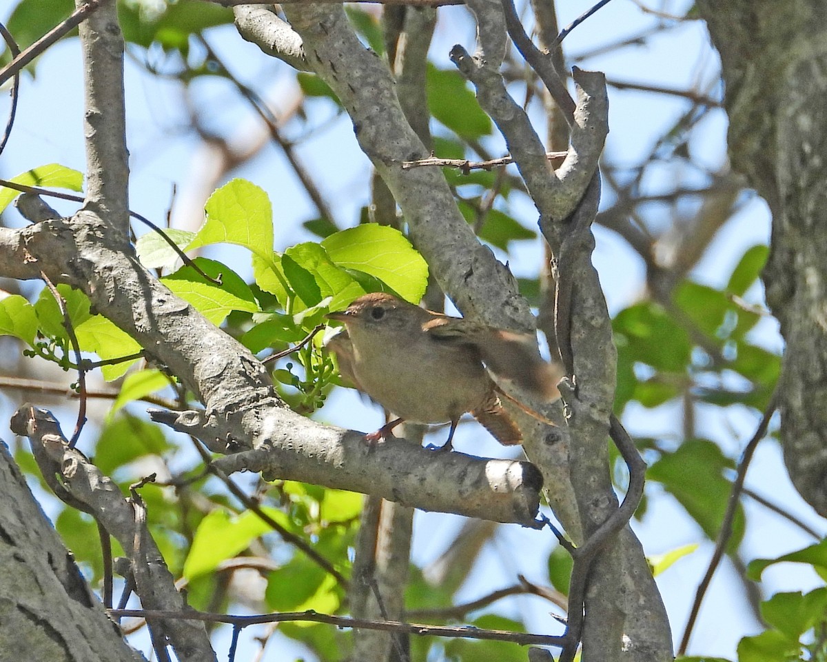 House Wren - ML613924831