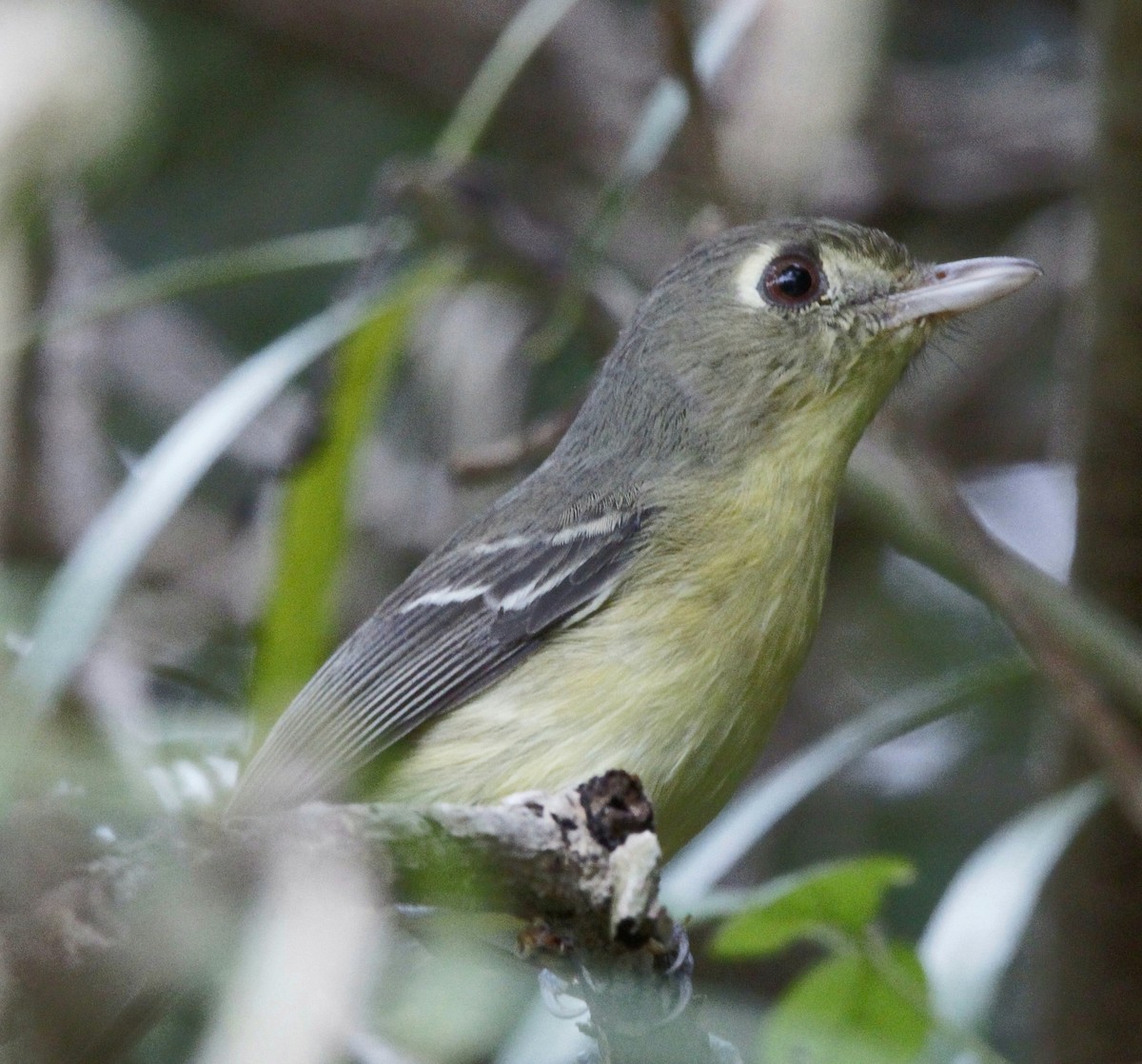 Cuban Vireo - ML613924861