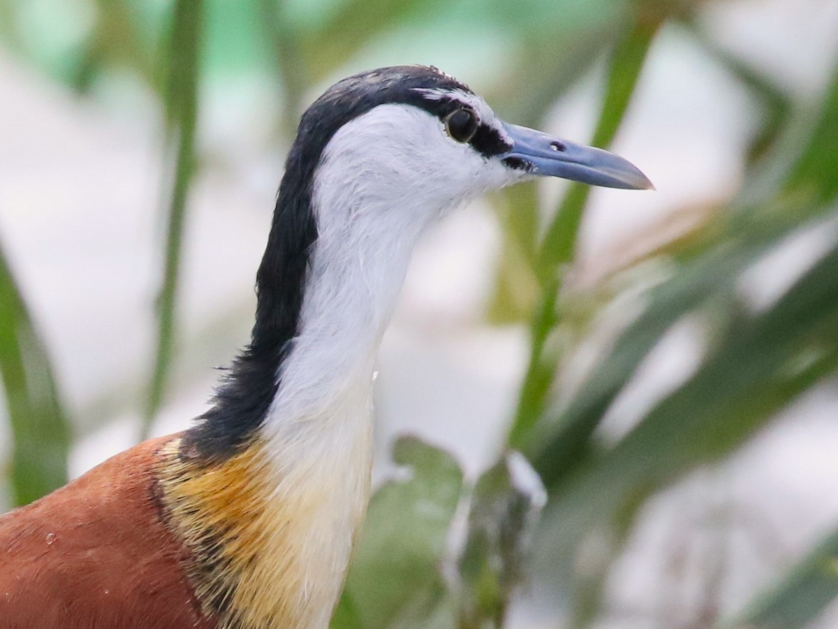 African Jacana - ML613925020