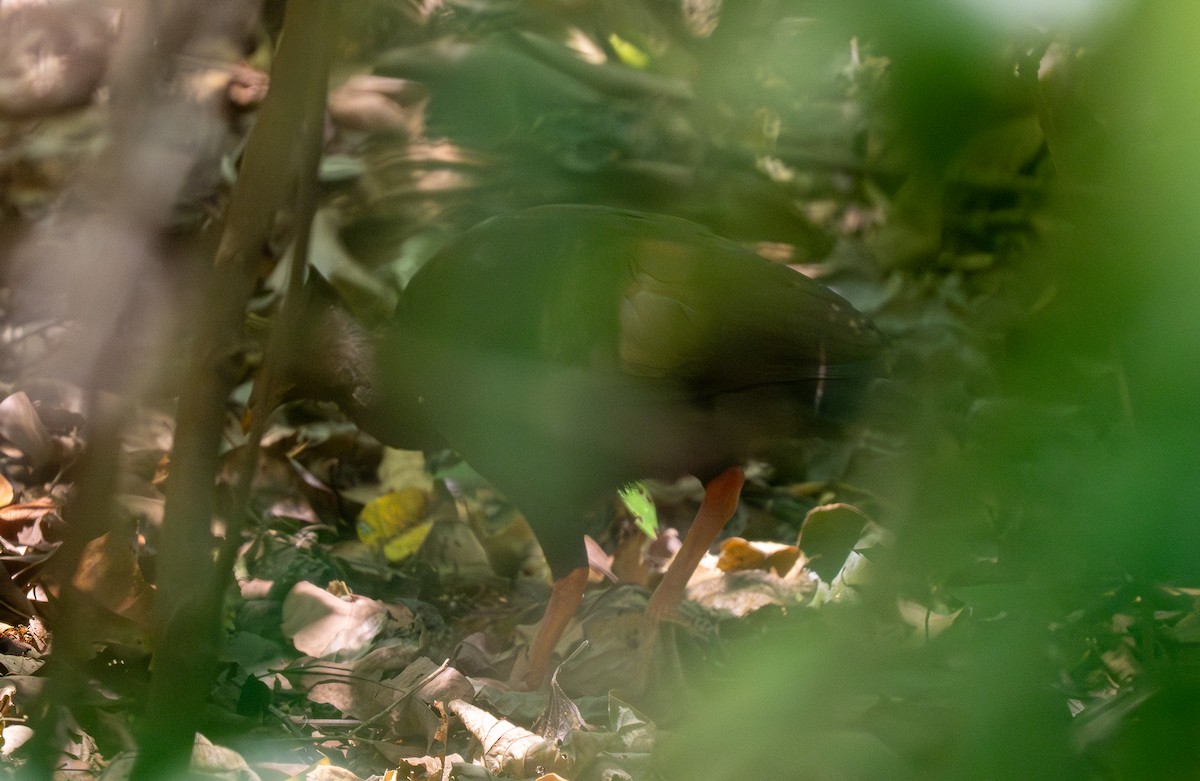 Orange-footed Megapode - Forest Botial-Jarvis