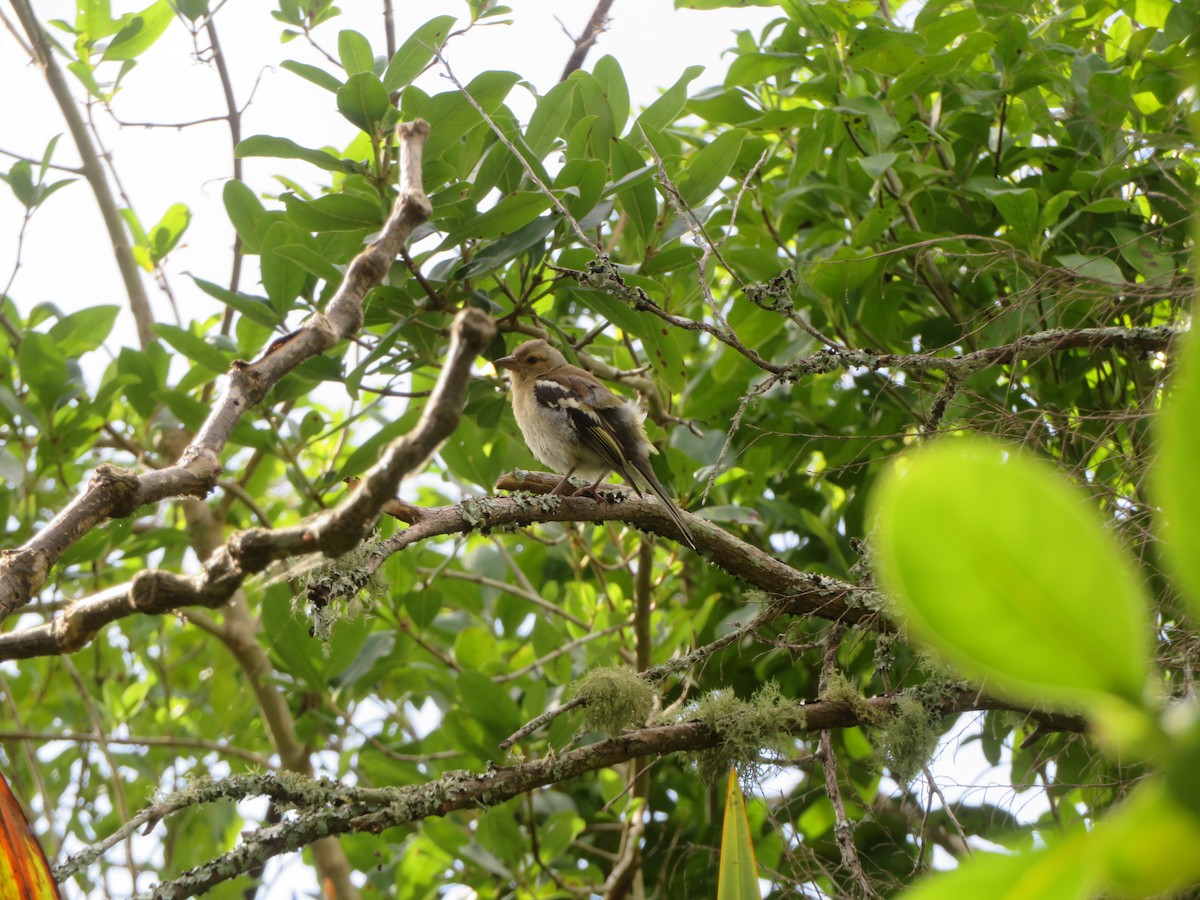 Common Chaffinch - ML613925104