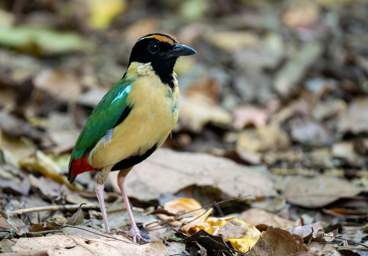 Ornate Pitta - Forest Botial-Jarvis
