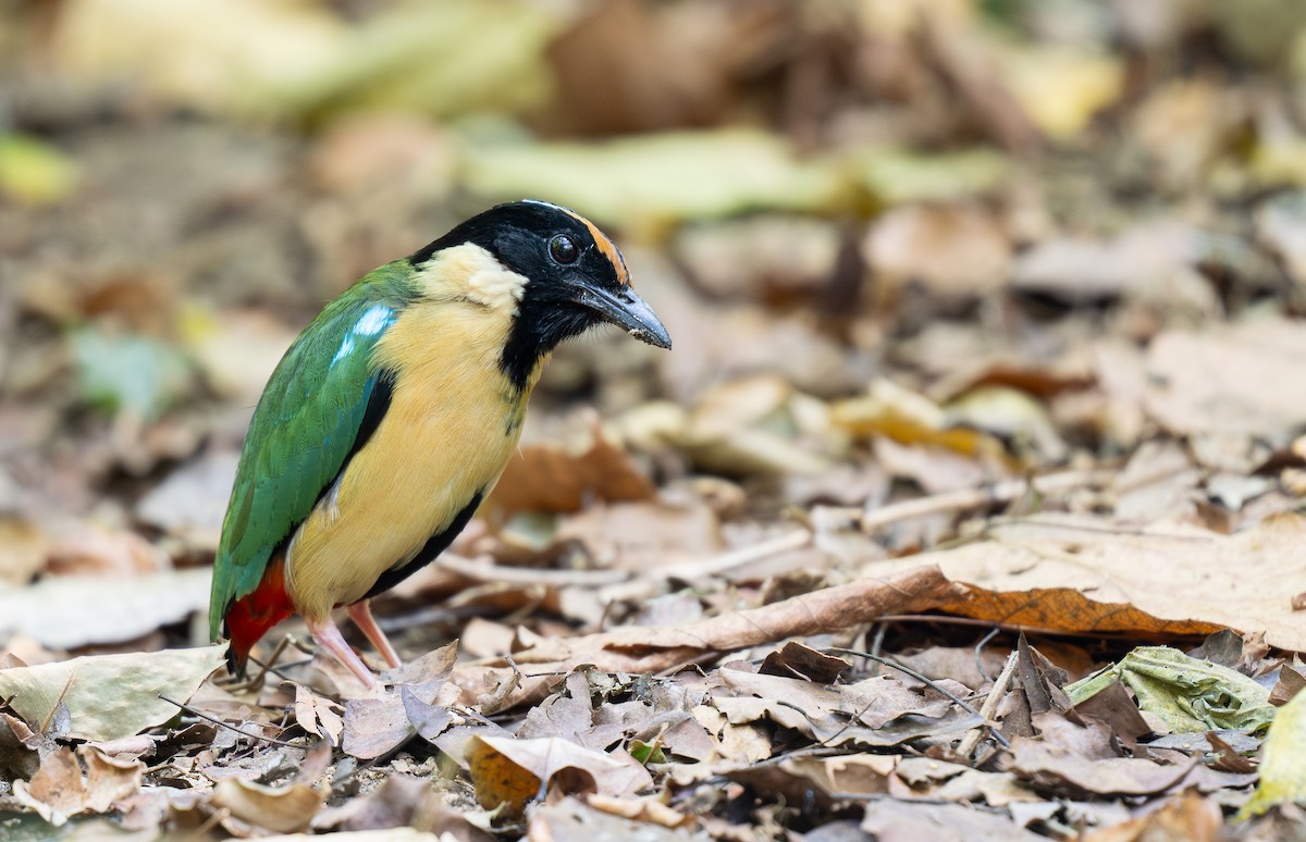 Ornate Pitta - Forest Botial-Jarvis