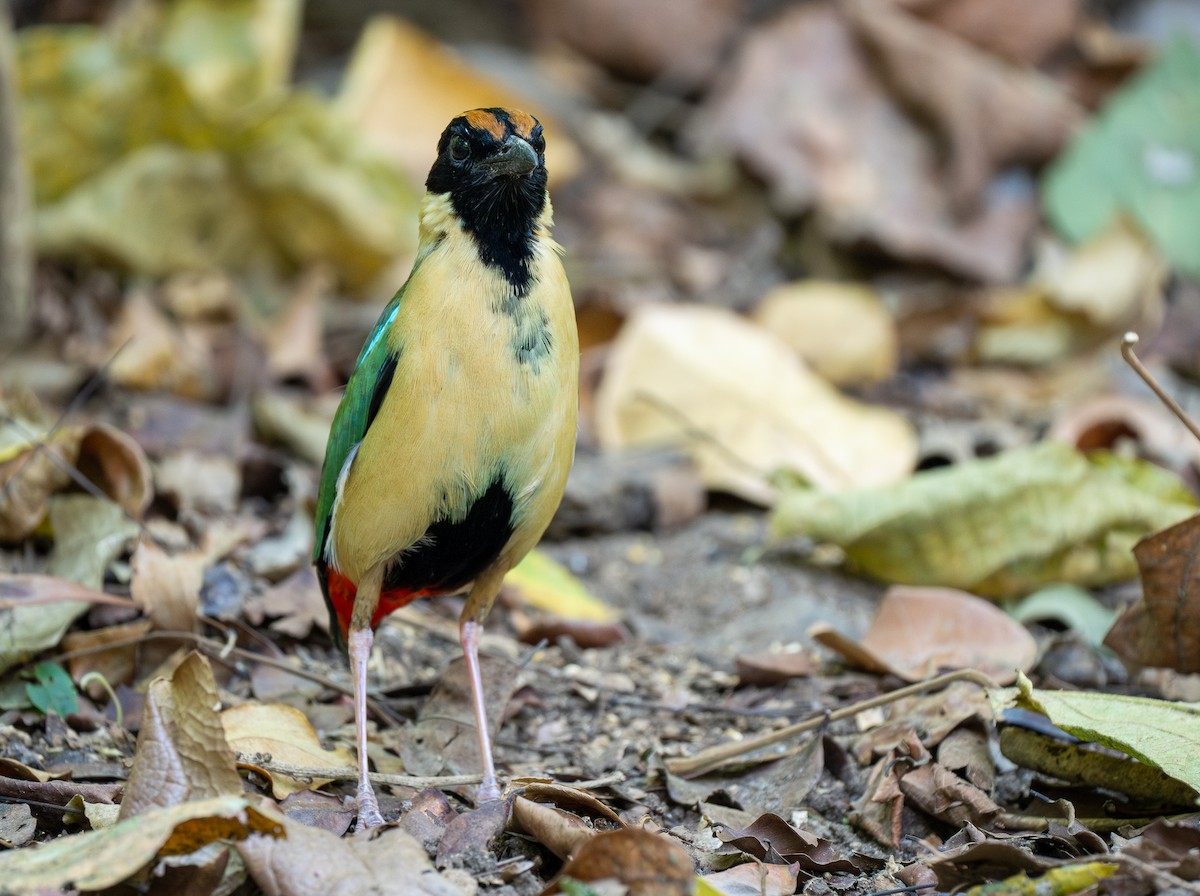 Ornate Pitta - Forest Botial-Jarvis