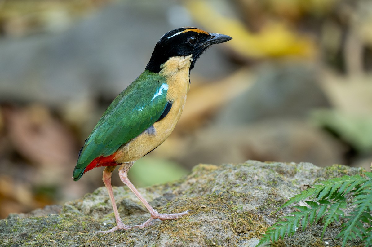 Ornate Pitta - Forest Botial-Jarvis