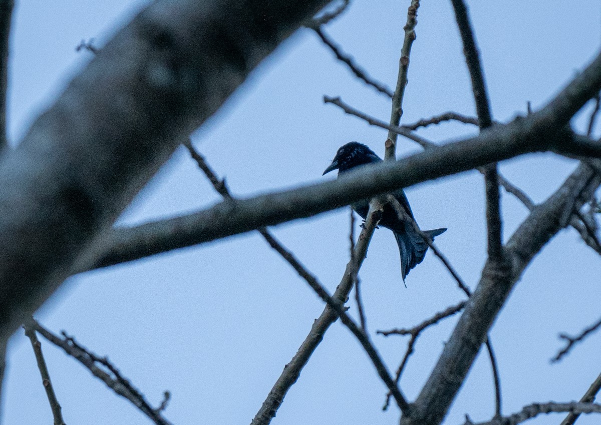 Wallacean Drongo (Lombok) - Forest Botial-Jarvis