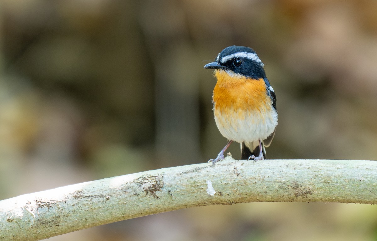 Rufous-chested Flycatcher - Forest Botial-Jarvis