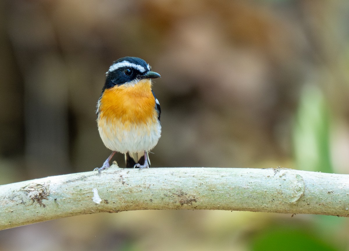 Rufous-chested Flycatcher - Forest Botial-Jarvis