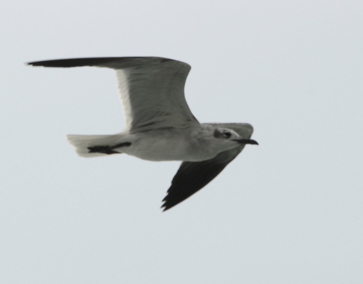 Gaviota Guanaguanare - ML613925229