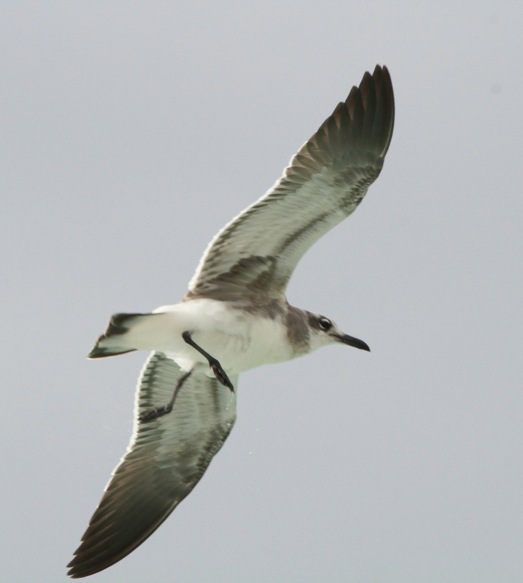 Gaviota Guanaguanare - ML613925230