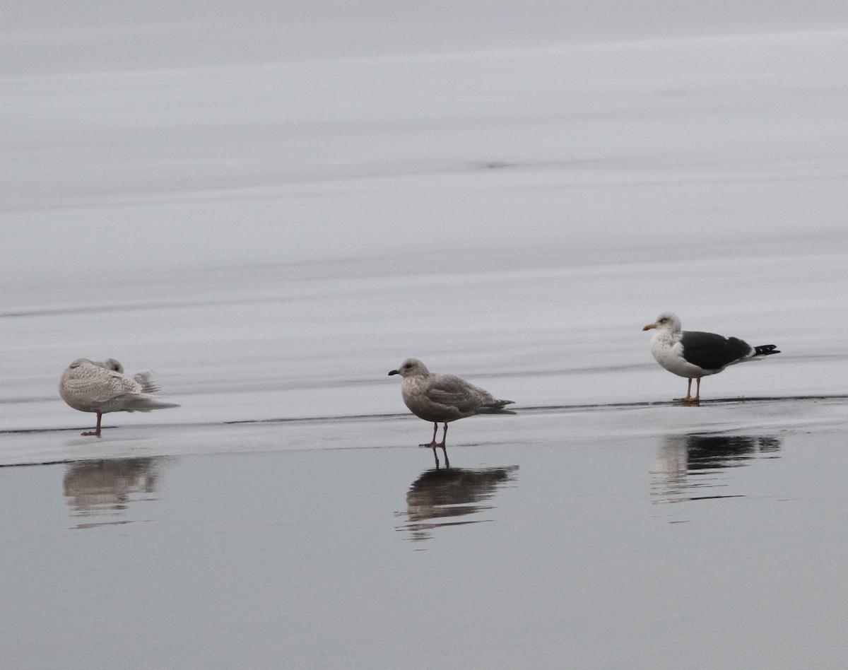 Lesser Black-backed Gull - ML613925306