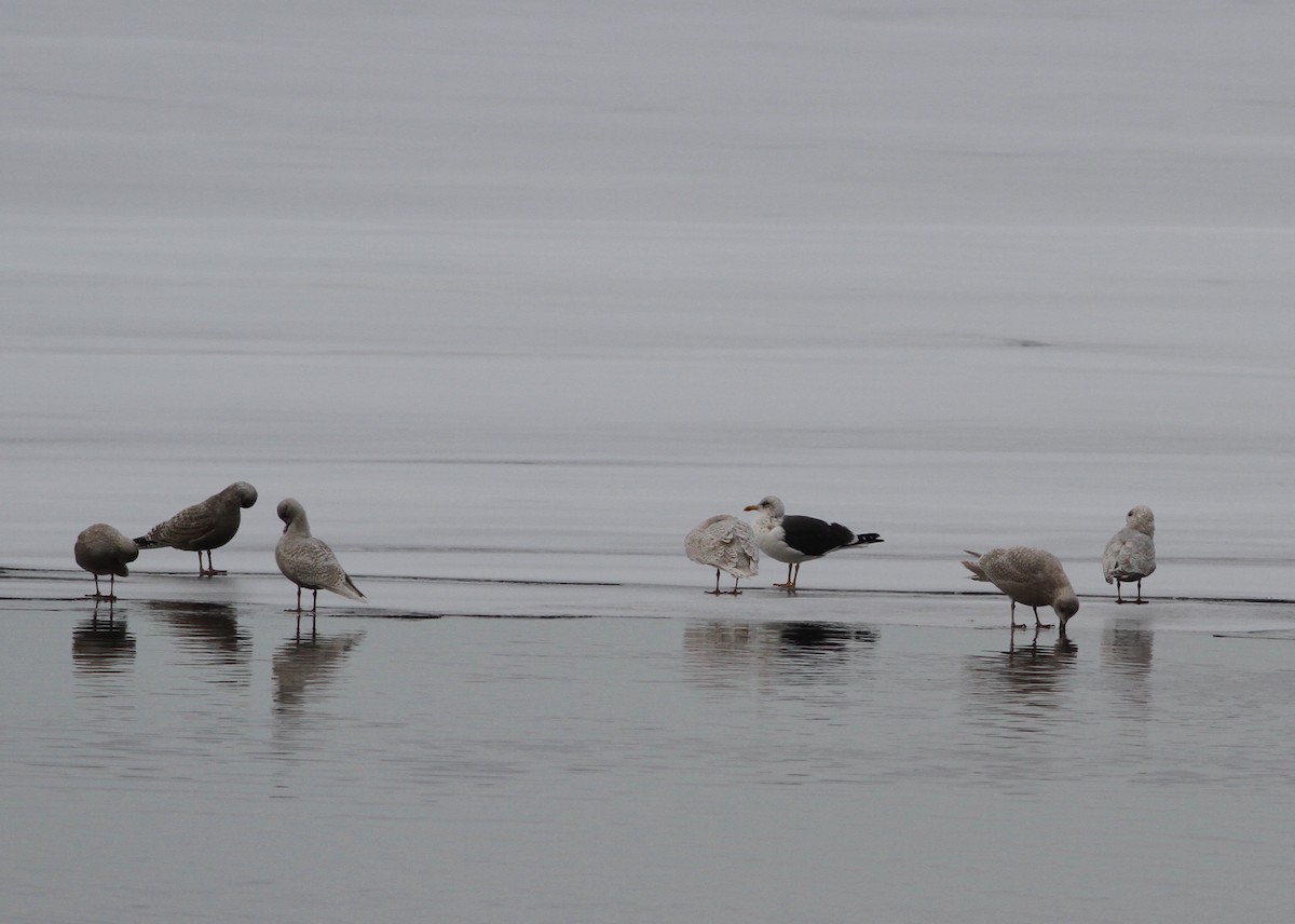 Lesser Black-backed Gull - ML613925307