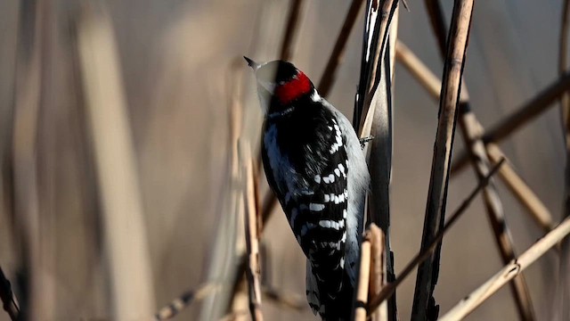 セジロコゲラ（pubescens／medianus） - ML613925356