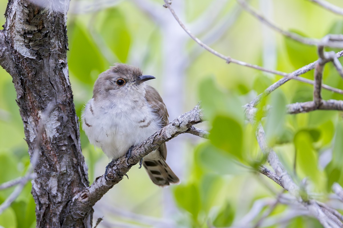 Little Bronze-Cuckoo - ML613925416