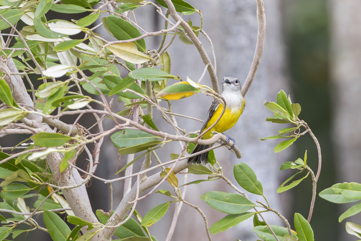 Black-tailed Whistler - ML613925435