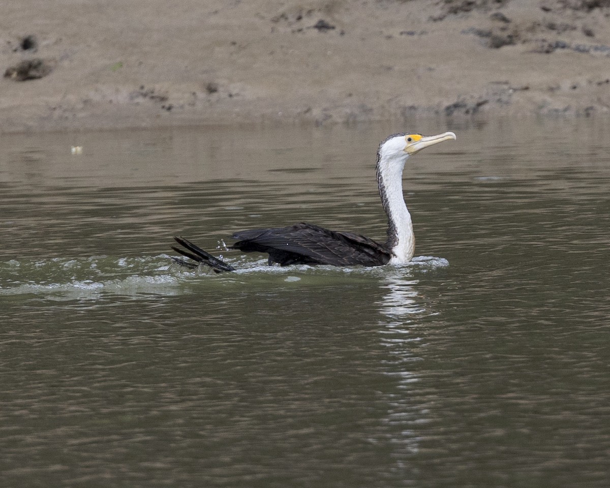 Pied Cormorant - ML613925447