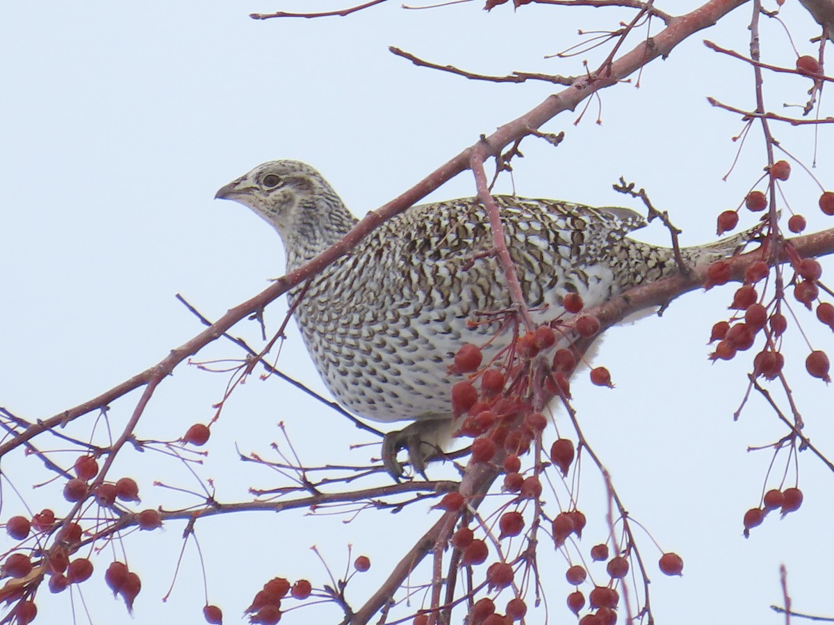 Sharp-tailed Grouse - ML613925486