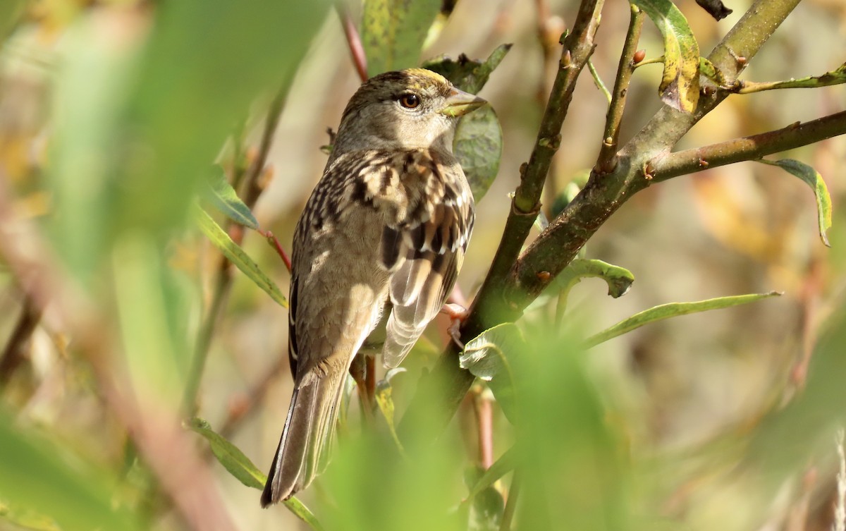 Golden-crowned Sparrow - ML613925497