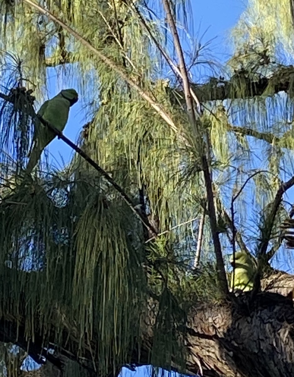 Rose-ringed Parakeet - ML613925501