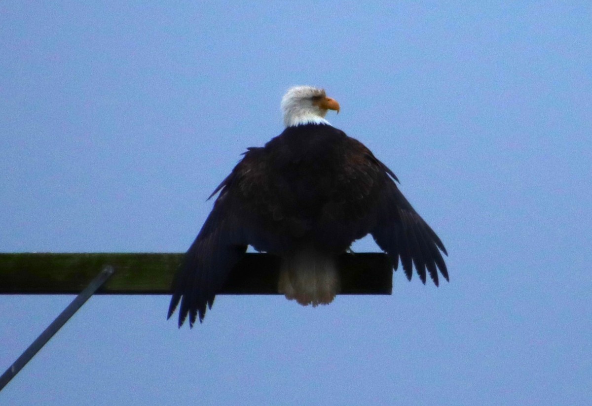 Bald Eagle - ML613925521