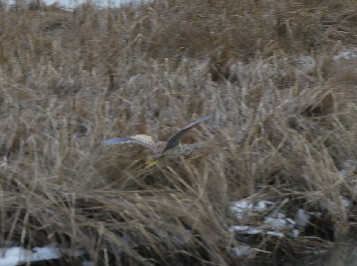 American Bittern - ML613925523