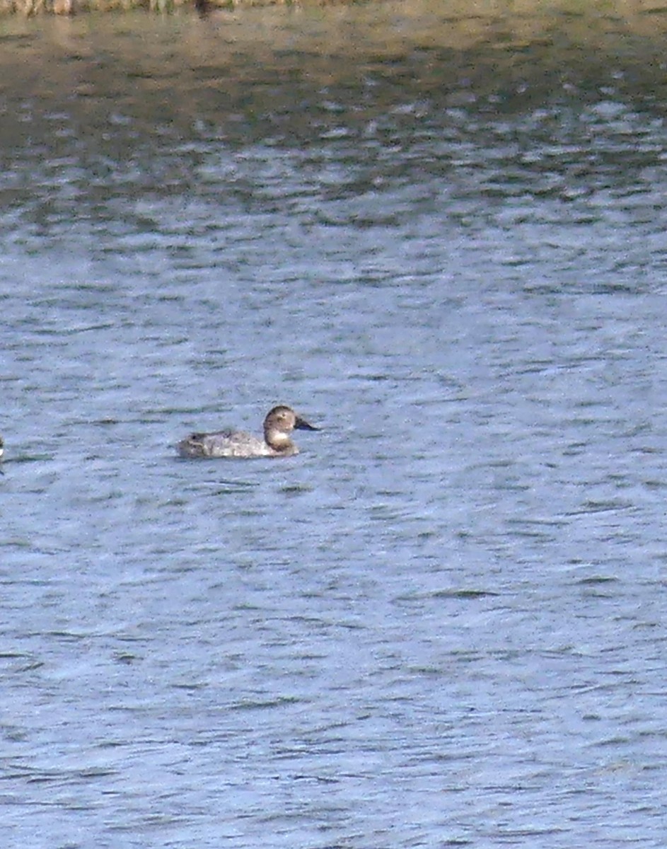 Canvasback - Bob Clark