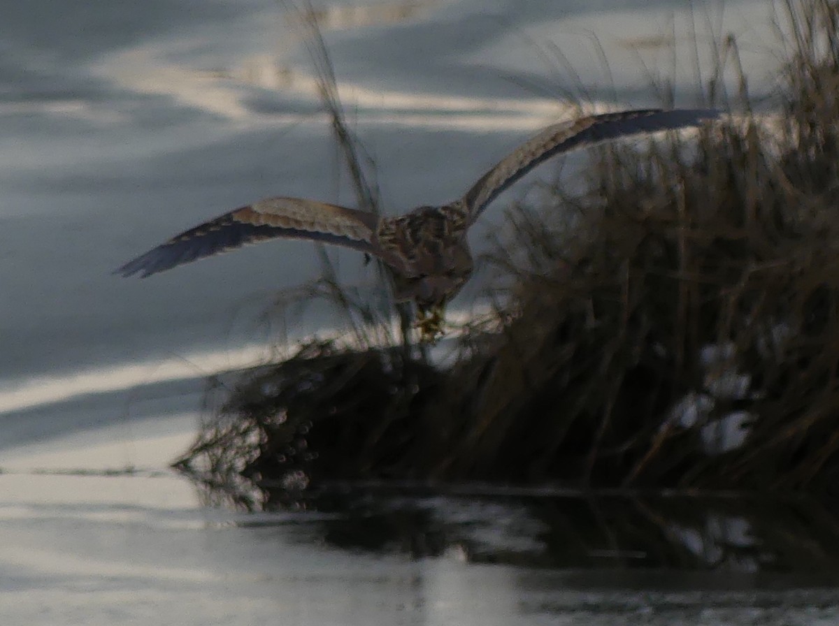 American Bittern - ML613925527