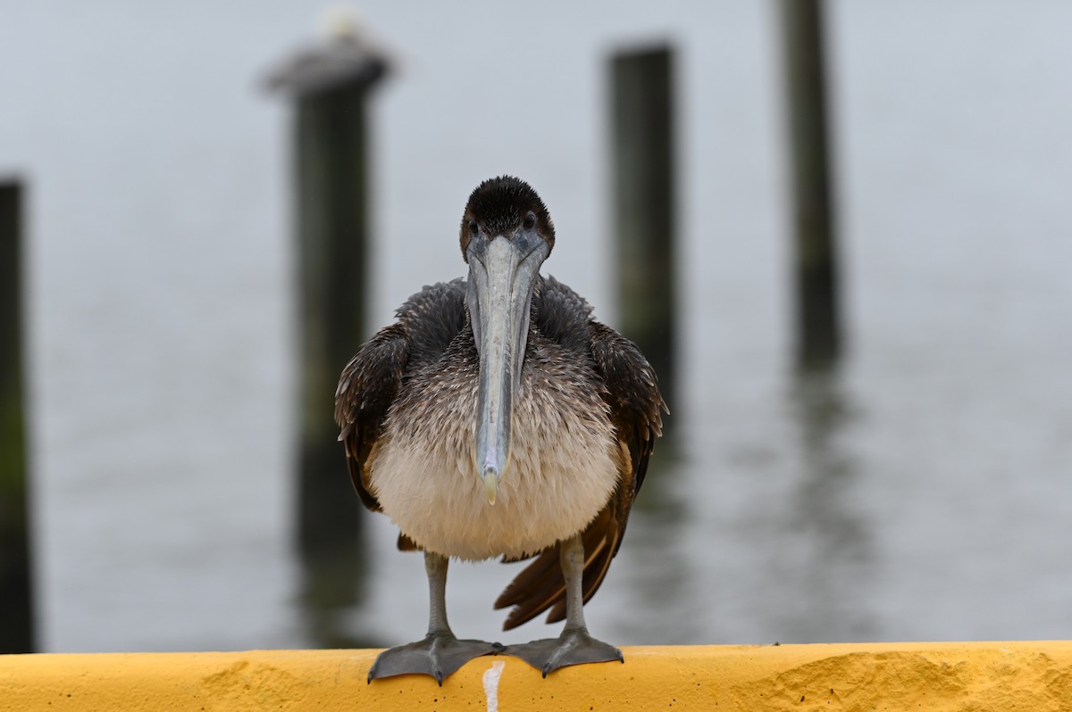 Brown Pelican - ML613925612