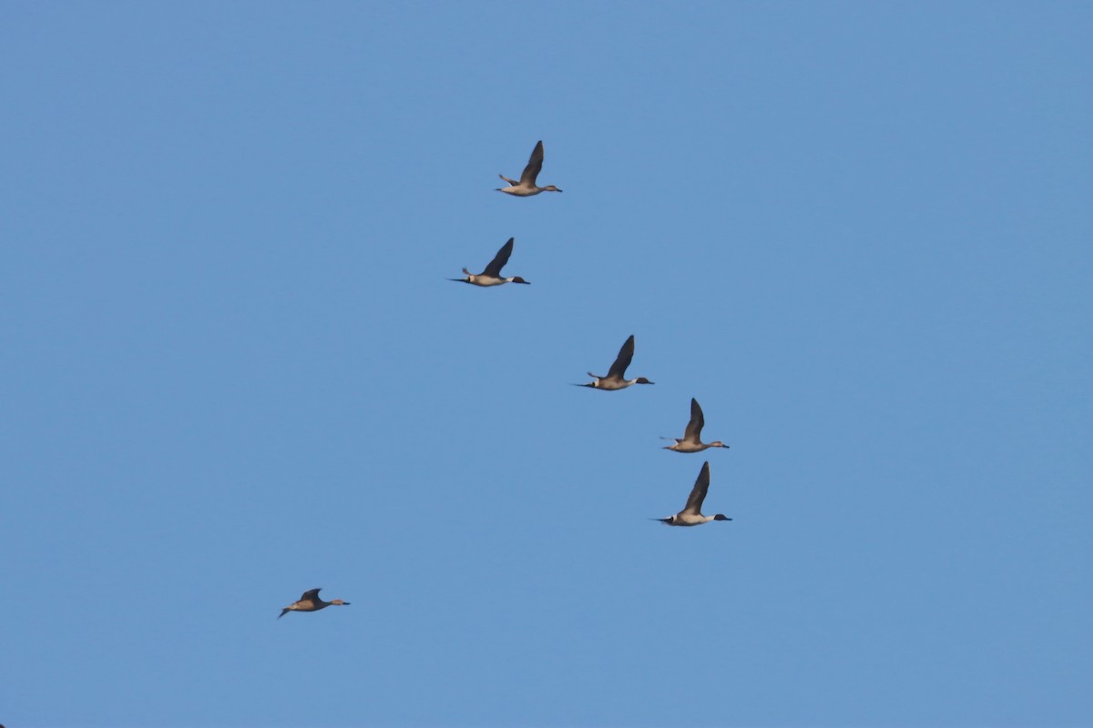 Northern Pintail - Douglas Hall