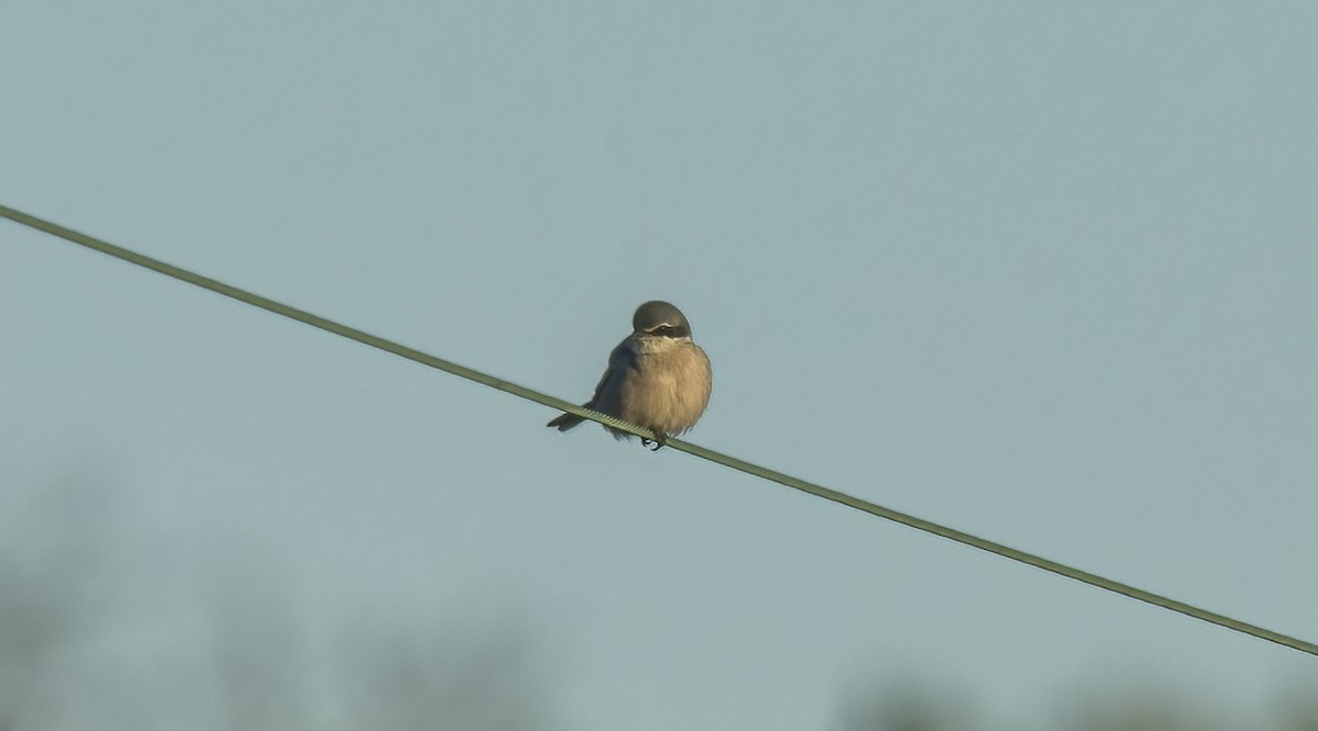 Iberian Gray Shrike - ML613925681