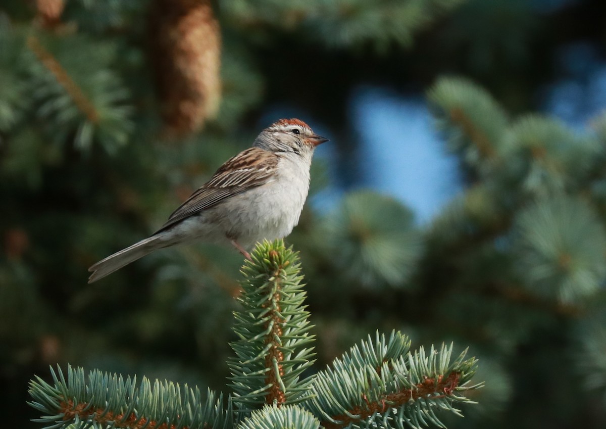 Chipping Sparrow - Warren Cronan