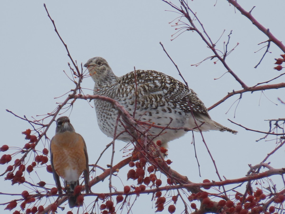 Sharp-tailed Grouse - ML613925784