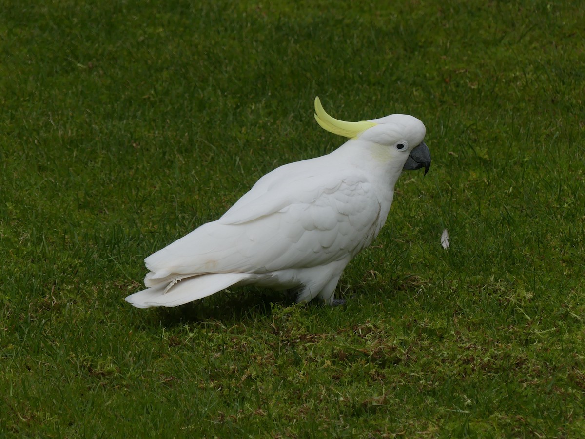 Sulphur-crested Cockatoo - Guy Michaud