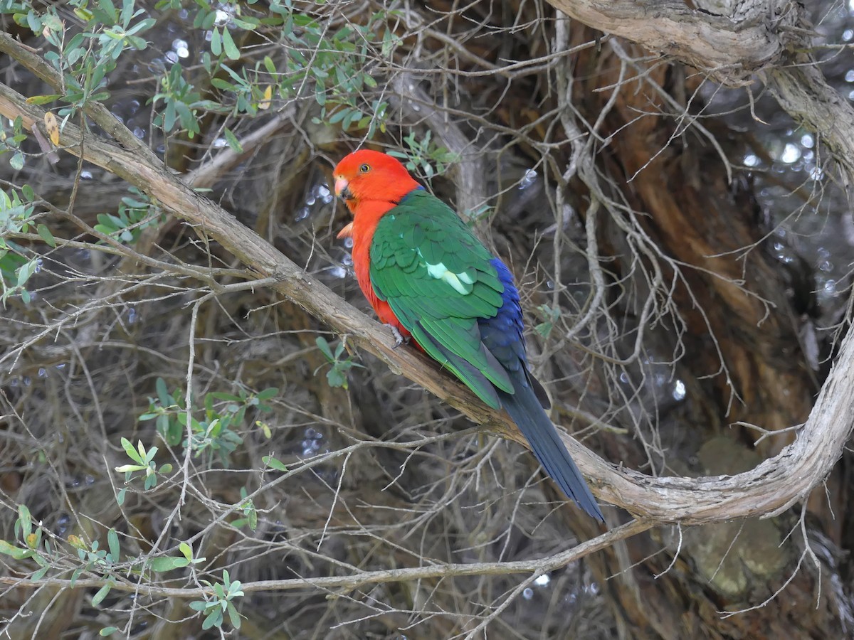 Australian King-Parrot - Guy Michaud